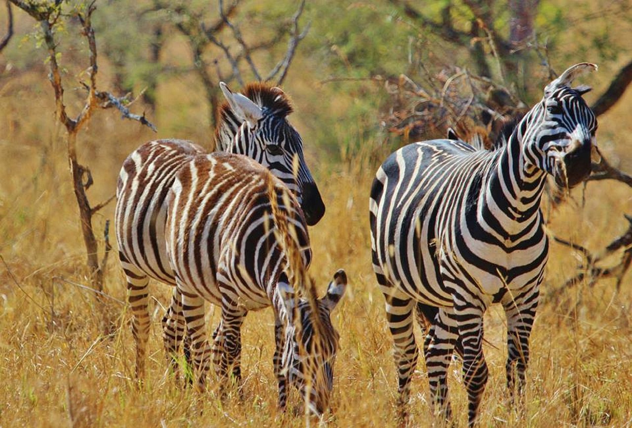 6 day tanzania northern circuit safari package